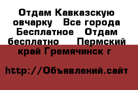 Отдам Кавказскую овчарку - Все города Бесплатное » Отдам бесплатно   . Пермский край,Гремячинск г.